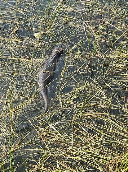 Dianne-Kitching-Wildlife-Resident Otter out for Breakfast.jpg