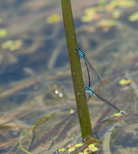 Patrick Parent - Wildlife - Bluet Damselflies on a Cattail.jpg