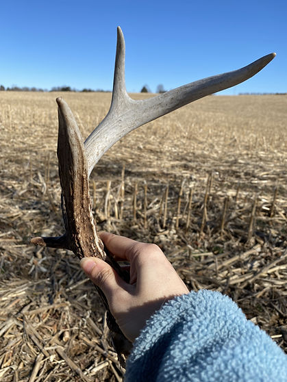 A person holding a deer antler they found while walking in a field. Deer are known to shed