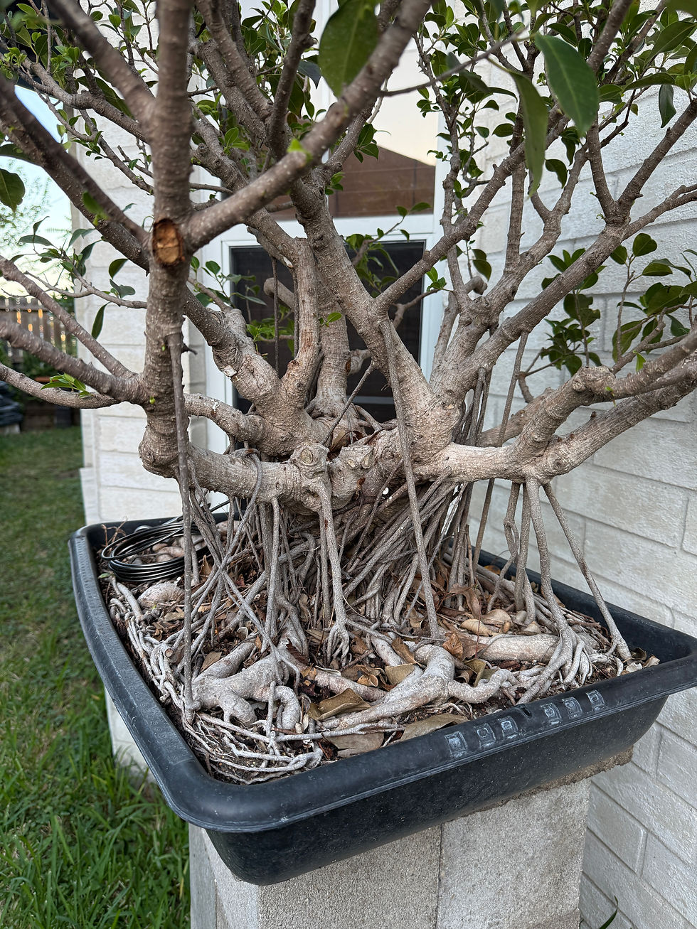 This is a representation of a extremely root bound tree.