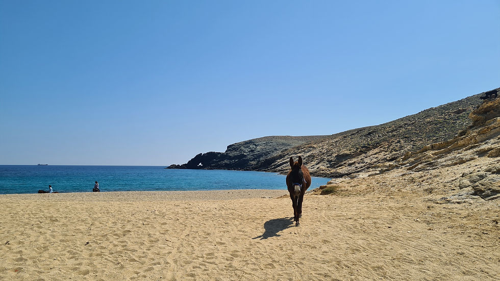 Fokos Beach Mykonos