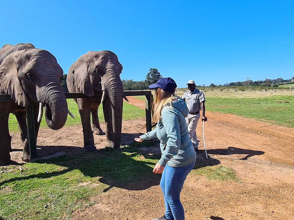 Knysna Elephant Park