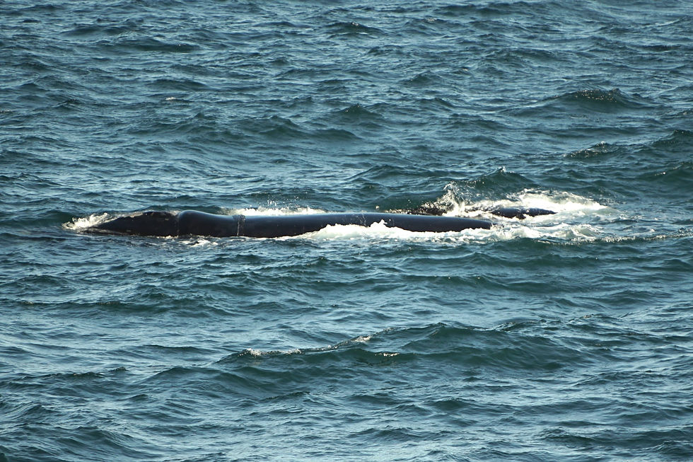 Wale in Hermanus