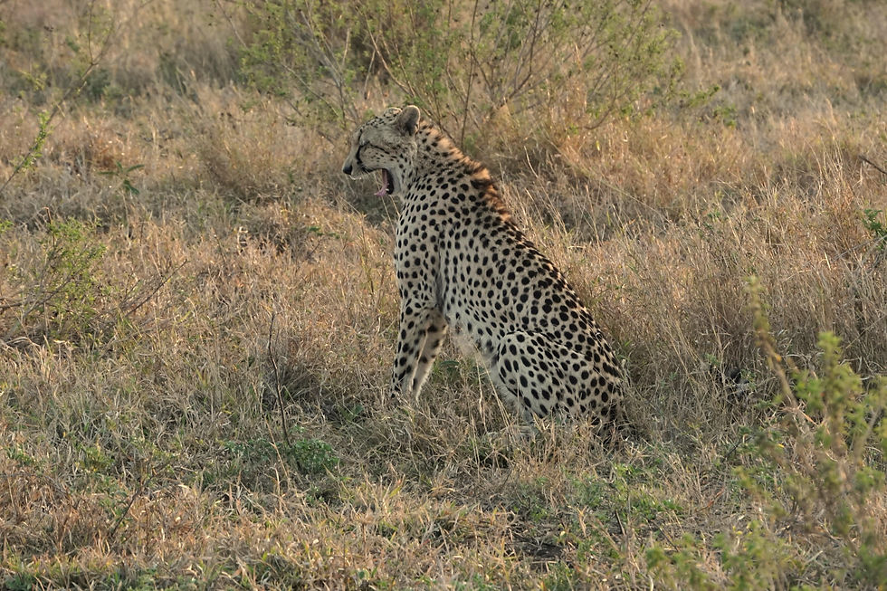 Gepard Krüger Nationalpark
