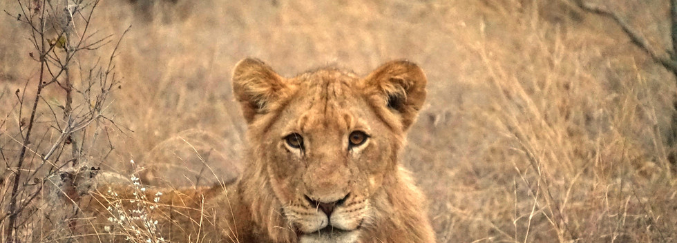 Krüger Nationalpark Safari Löwe