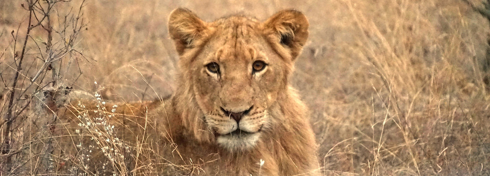 Krüger Nationalpark Safari Löwe