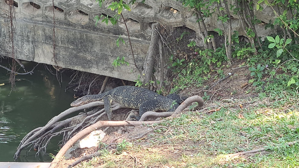 Lumphini Park Bangkok