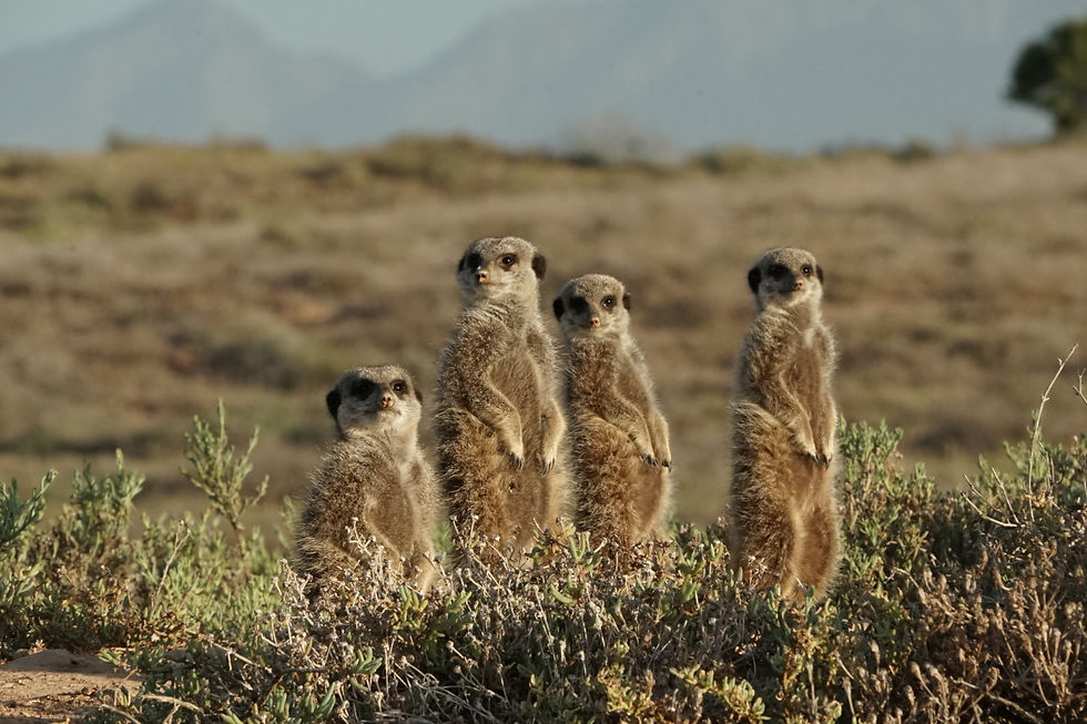 Oudtshoorn Erdmännchen