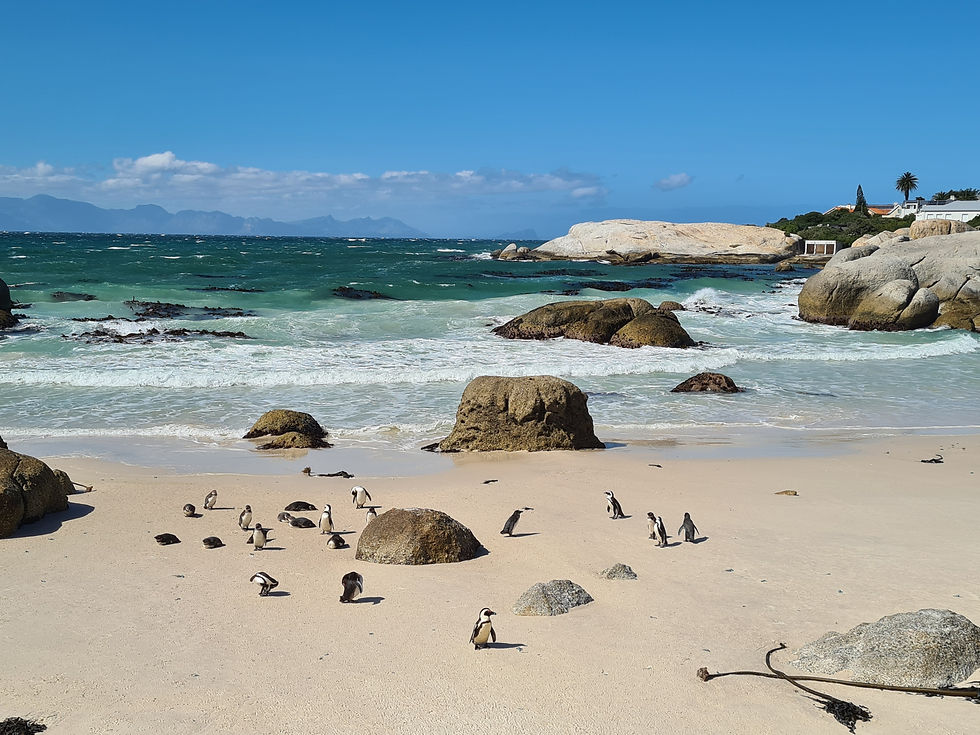 Pinguine am Boulders Beach