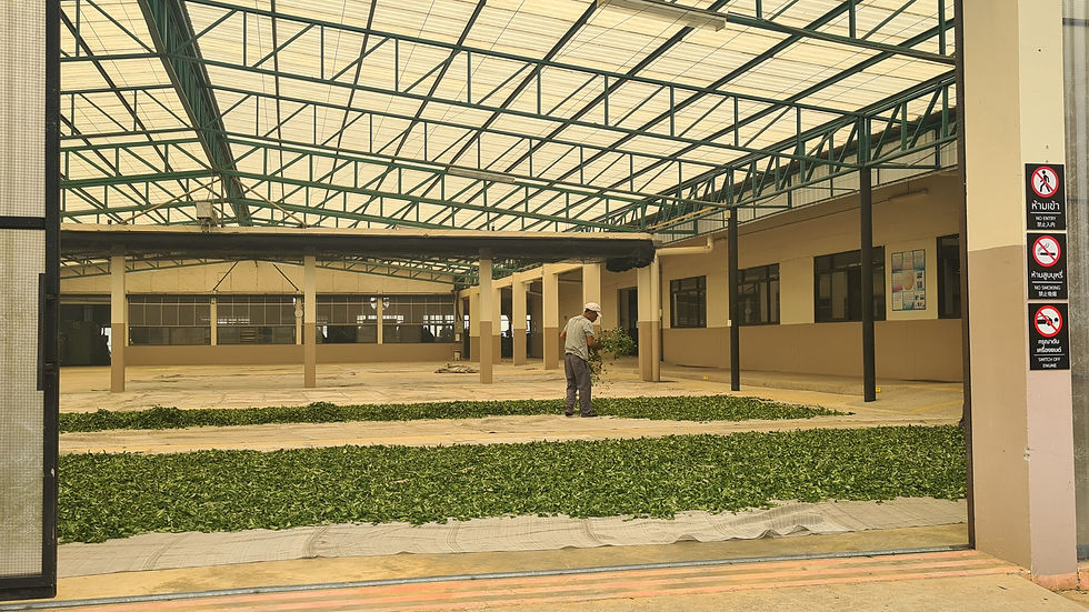 Teeplantation Nordthailand