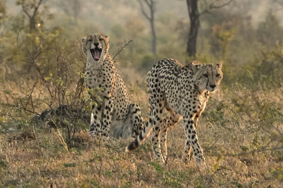 Geparde Krüger Nationalpark