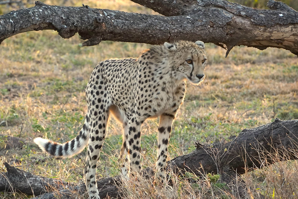 Gepard Krüger Nationalpark