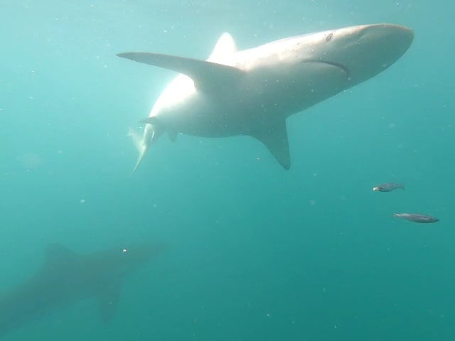 Haifischkäfig Tauchen Gansbaai