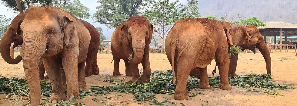 Elephant Nature Park Chiang Mai