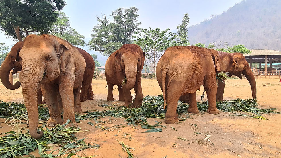 Elephant Nature Park Chiang Mai