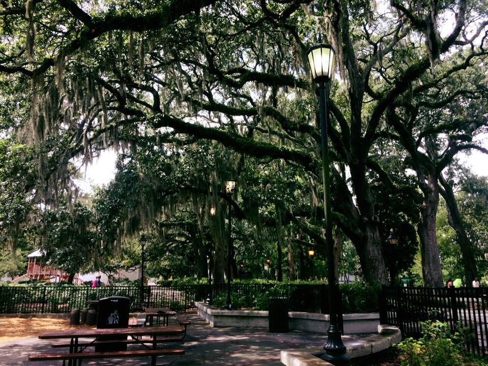 Spanish Moss