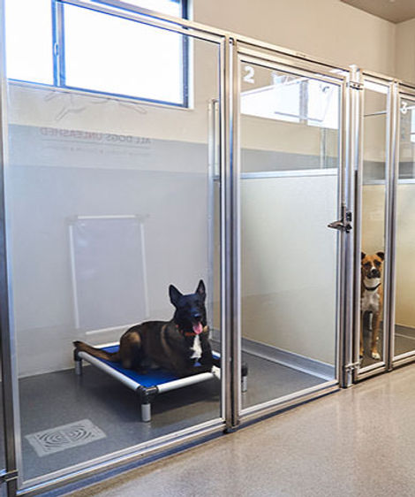 dog-boarding-dallas-tx_edited.jpg