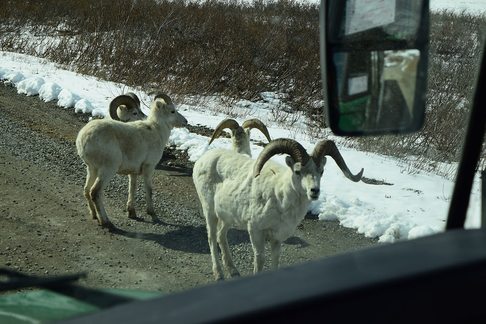 Dall Sheep
