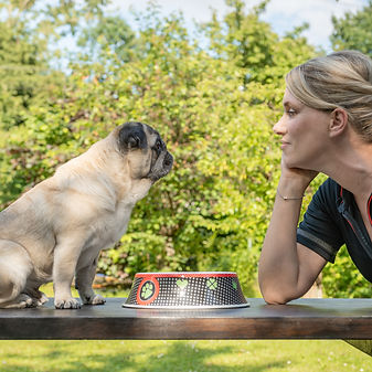 Ernährungsberatung für Hunde