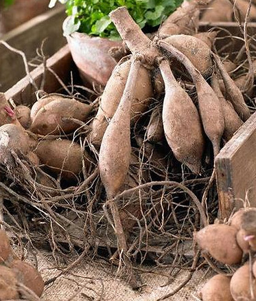 Dahlia tubers for sale
