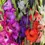 Thumbnail: FREE pack of Gladiolus Bulbs with JAN purchase