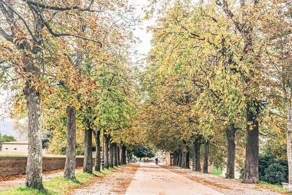 Lucca, on the city wall