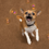 Thumbnail: DOG BUBBLES