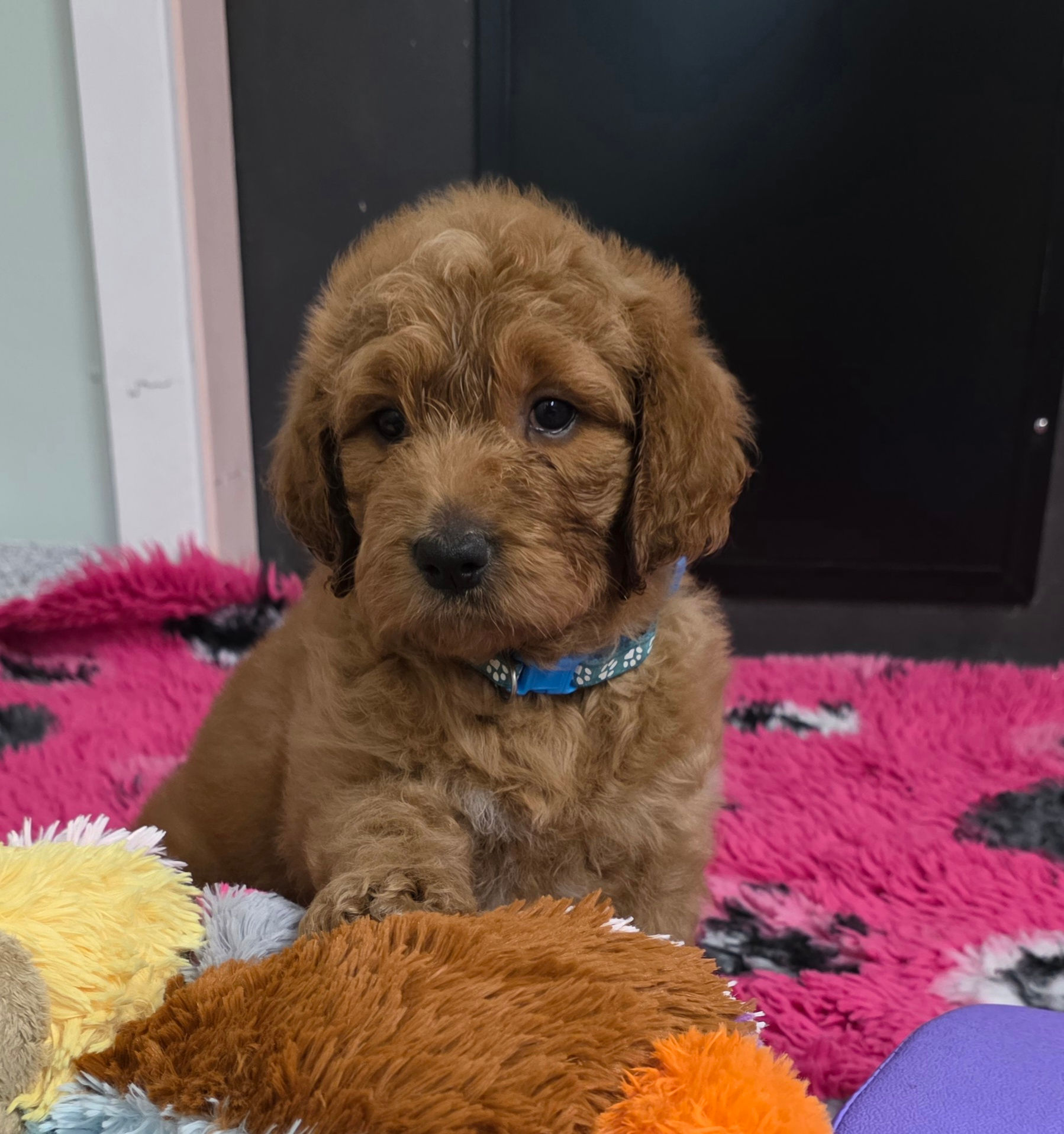 Miss Lt Blue - F1  Groodle - Home Date -  7th Feb