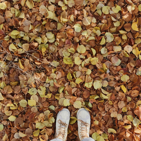 Lessons from Autumn - the season of change & transition