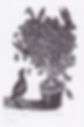 Pardridge and Hare Tree