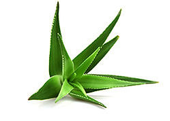 Plant-Therapy-body-creme-aloe