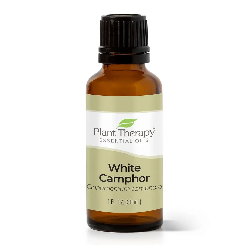 Plant Therapy Camphor White Essential Oil - The Natural Life Singapore