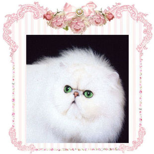 Chinchilla Silver persians, chinchilla silver kittens, Shaded Silver kittens, shaded silver persians, Silver persians, shaded silver persian kittens, silver persians, chinchilla silver kittens, silver shaded persians, chinchilla kittens, silver Persians, shaded silvers, Persians kittens, Shaded silver persians, chinchilla persian kittens, shaded silver kittens, Silver persian kittens for sale, chinchilla persian kittens for sale, Persian kittens, persian cats, persian kittens for sale, Ultamint Silvers, Persian Kittens San Jose Ca