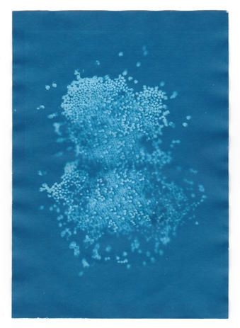 Heather Steckler_Chia Seeds - Heather Steckler.jpeg