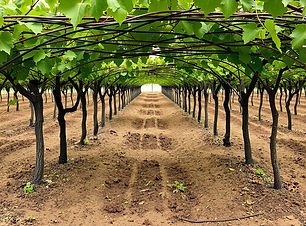 image of soils under a canopy of vines.jpg