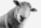 Wangaratta_Woollen_Mills_800x550_a7a65eb