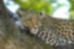 Zambia Leopard