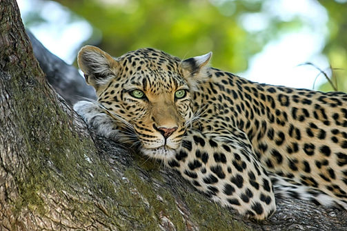 Zambia Leopard