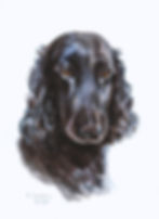 Watercolour painting of a black Flat-Coated Retriever