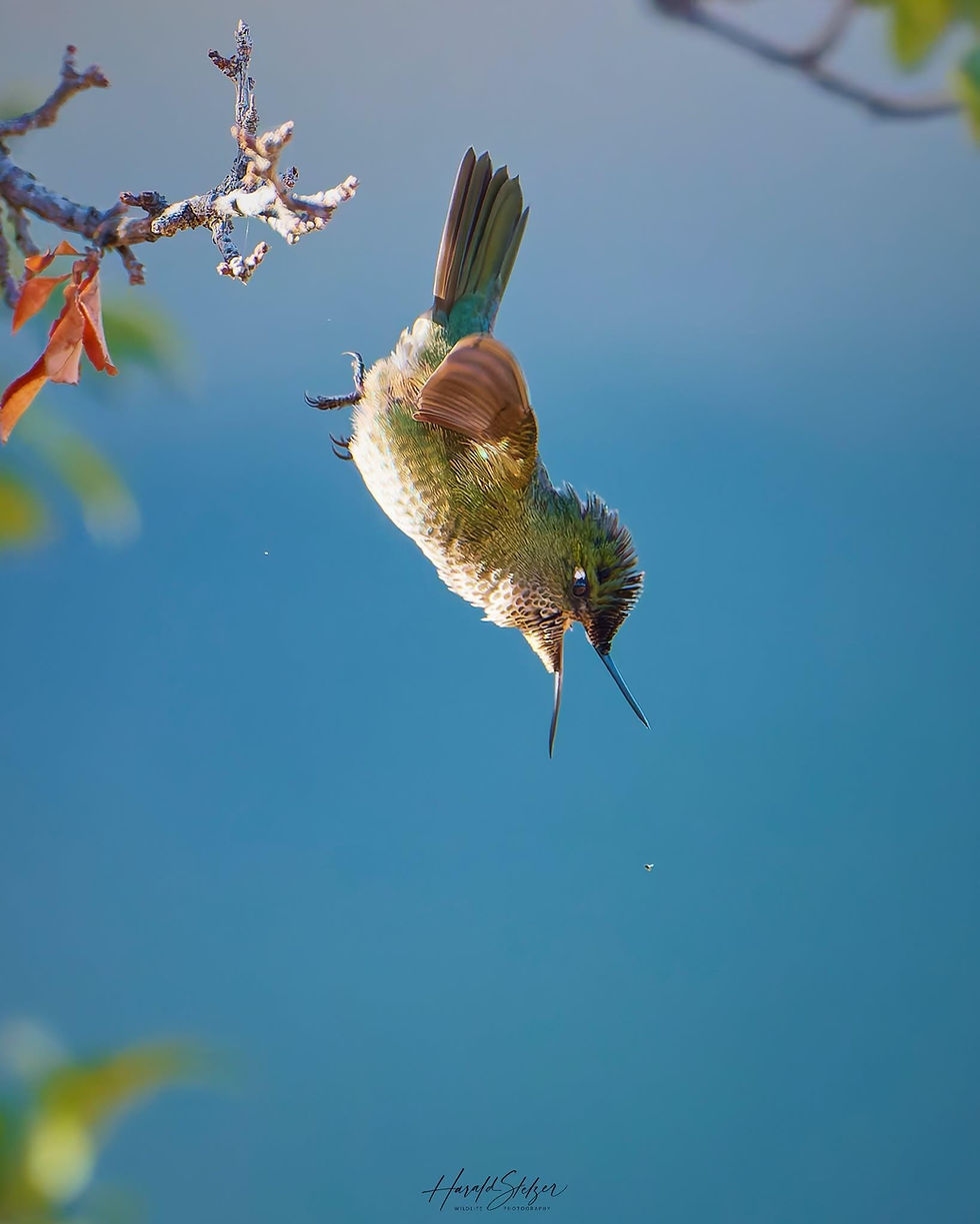 Picaflor chico Green-backed Firecrown Sephanoides sephaniodes