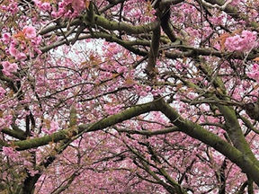 Spring has sprung