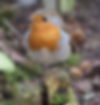 Robin sitting on a fence post