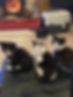 black and white kittens