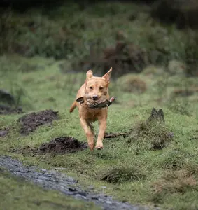 Gundog at Logiealmond Estate