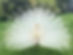White peacock