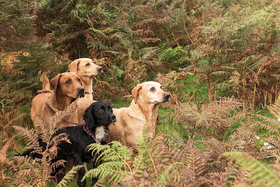 Gun dogs amongst ferns