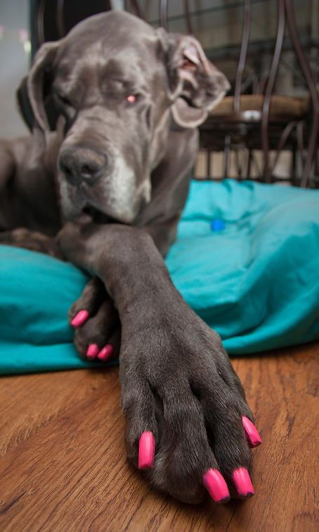 Doggy manicure