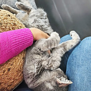 Communication animale et accompagnement du lien humain animal