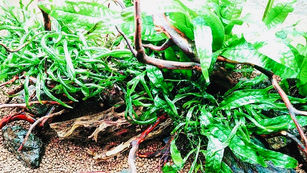 Wild Ferns