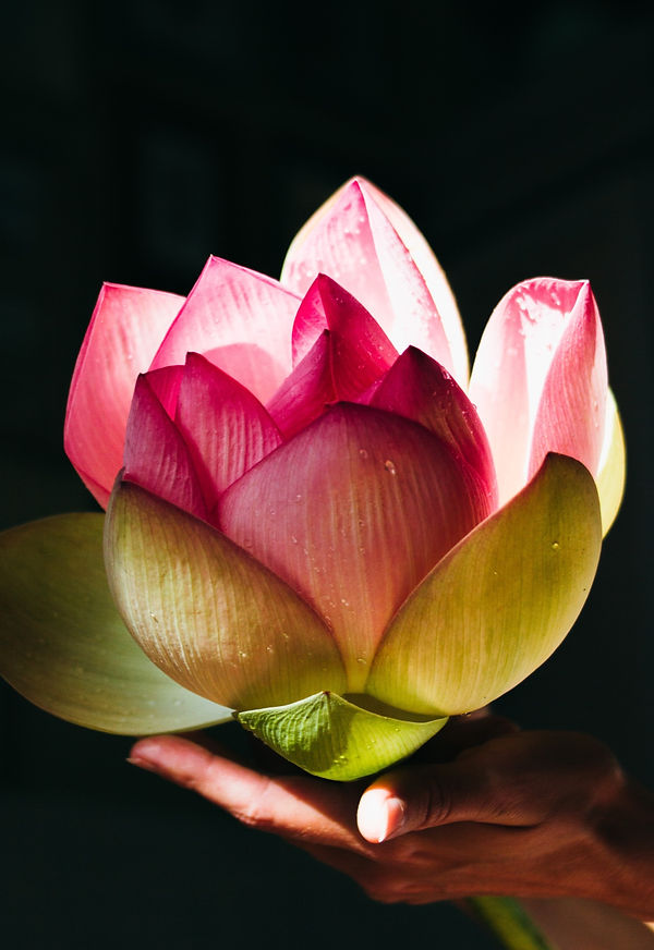 lotus%20flower%20in%20hands_edited.jpg